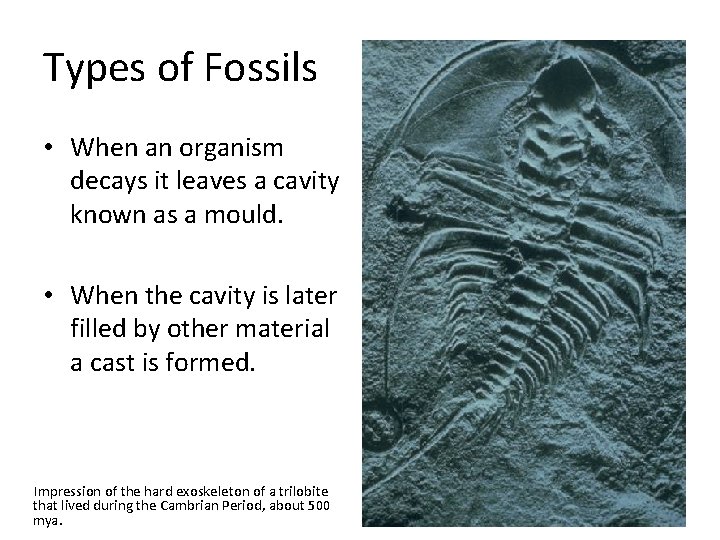 Types of Fossils • When an organism decays it leaves a cavity known as