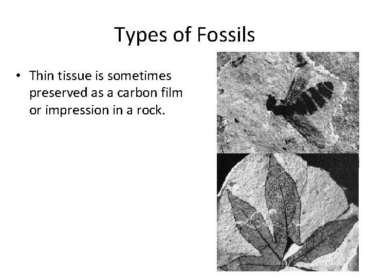 Types of Fossils • Thin tissue is sometimes preserved as a carbon film or