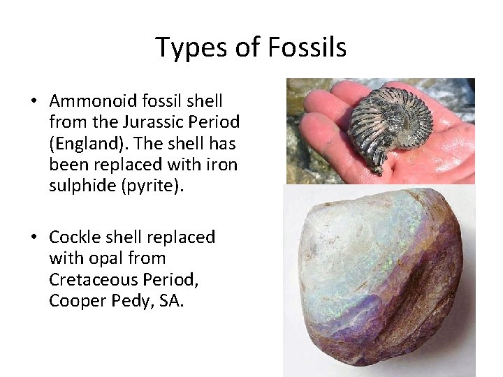 Types of Fossils • Ammonoid fossil shell from the Jurassic Period (England). The shell