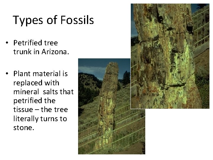 Types of Fossils • Petrified tree trunk in Arizona. • Plant material is replaced