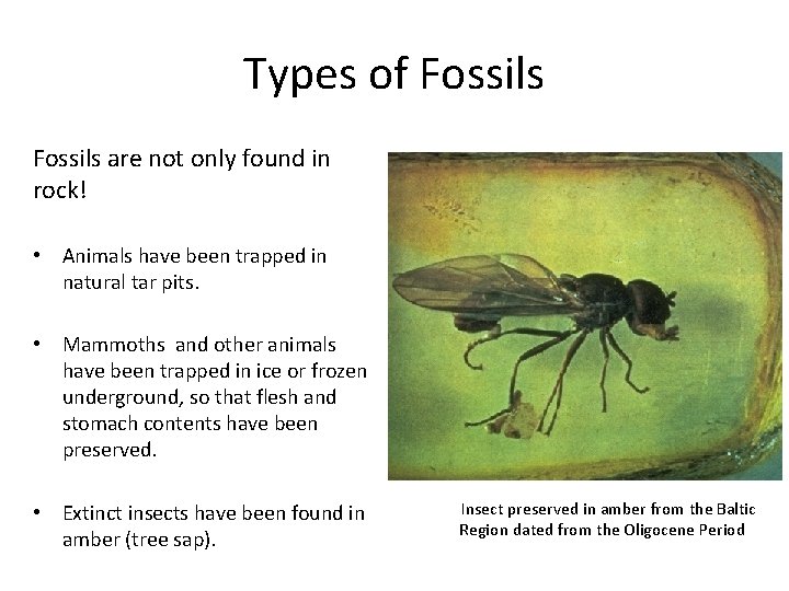 Types of Fossils are not only found in rock! • Animals have been trapped