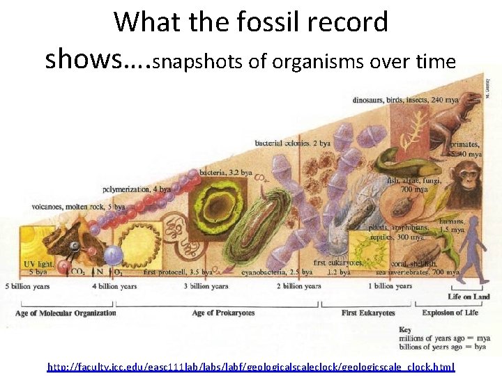 What the fossil record shows…. snapshots of organisms over time http: //faculty. icc. edu/easc