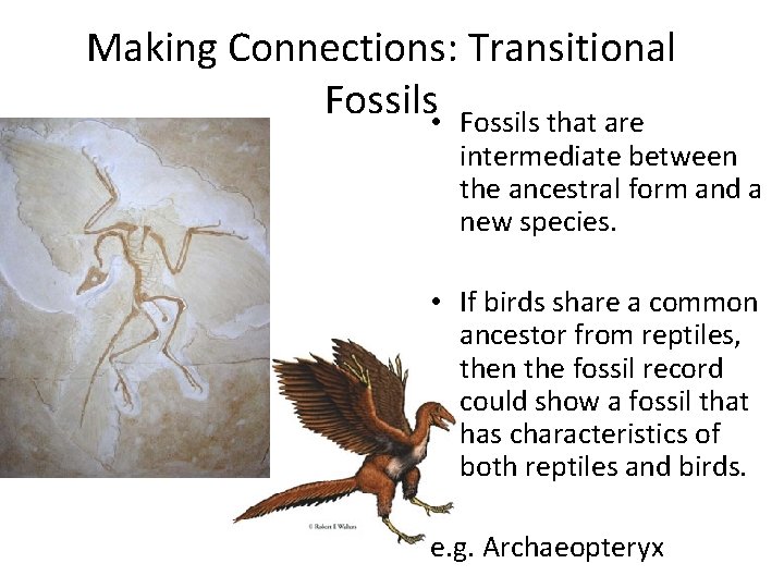 Making Connections: Transitional Fossils • Fossils that are intermediate between the ancestral form and