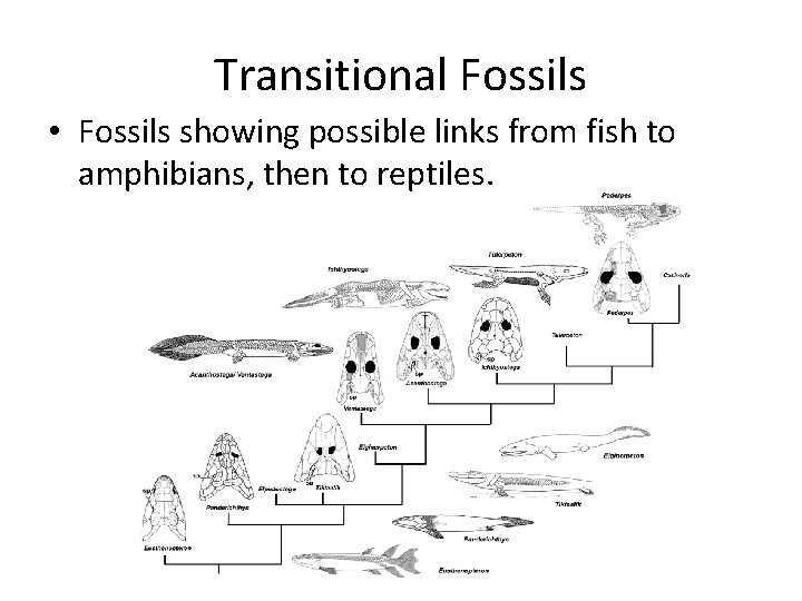 Transitional Fossils • Fossils showing possible links from fish to amphibians, then to reptiles.