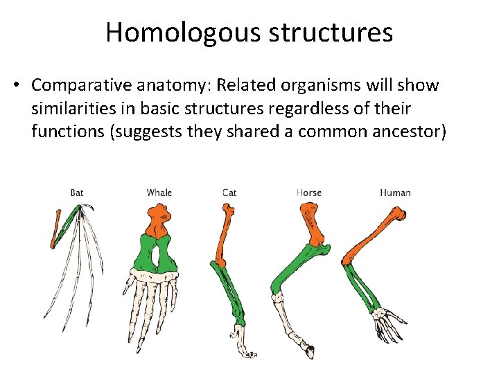 Homologous structures • Comparative anatomy: Related organisms will show similarities in basic structures regardless