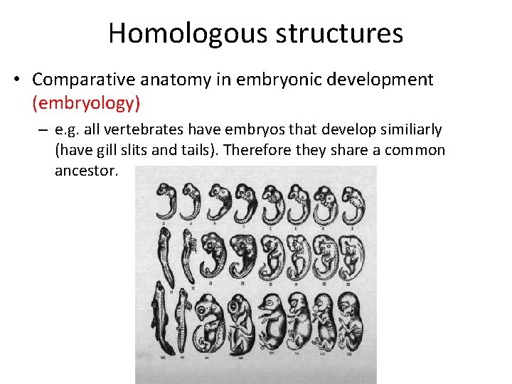 Homologous structures • Comparative anatomy in embryonic development (embryology) – e. g. all vertebrates