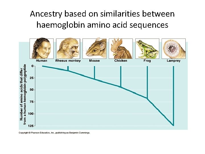 Ancestry based on similarities between haemoglobin amino acid sequences 