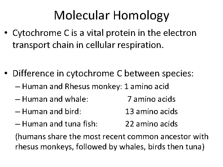 Molecular Homology • Cytochrome C is a vital protein in the electron transport chain