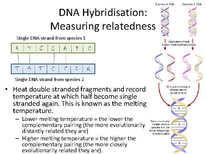 DNA Hybridisation: Measuring relatedness Single DNA strand from species 1 Single DNA strand from