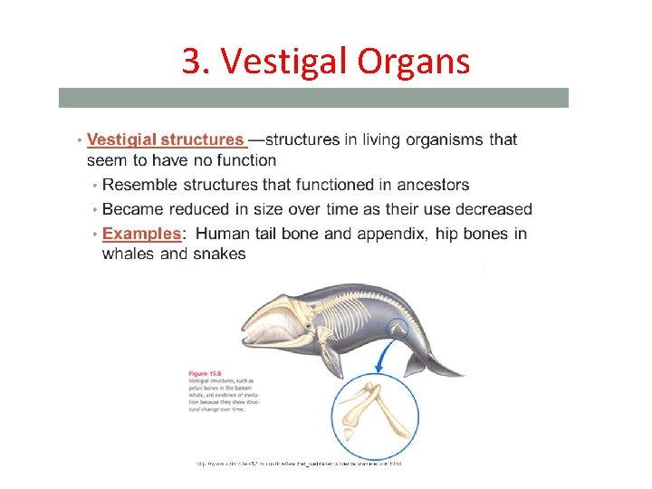 3. Vestigal Organs 