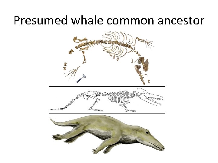 Presumed whale common ancestor 