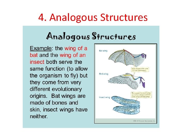 4. Analogous Structures 