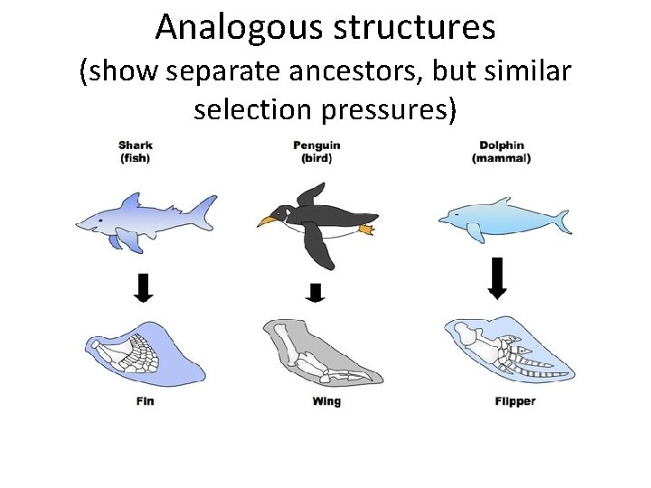 Analogous structures (show separate ancestors, but similar selection pressures) 