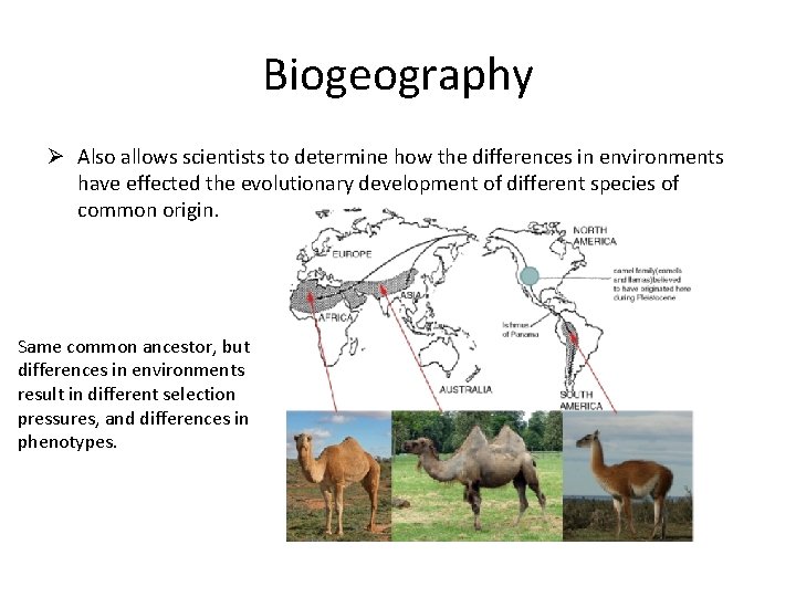 Biogeography Ø Also allows scientists to determine how the differences in environments have effected