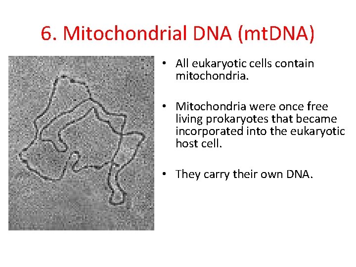 6. Mitochondrial DNA (mt. DNA) • All eukaryotic cells contain mitochondria. • Mitochondria were