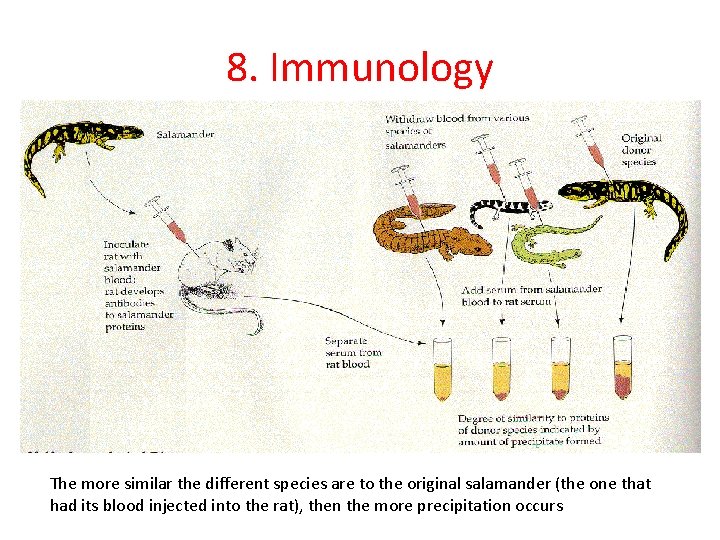 8. Immunology The more similar the different species are to the original salamander (the