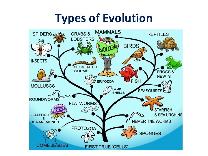 Types of Evolution 