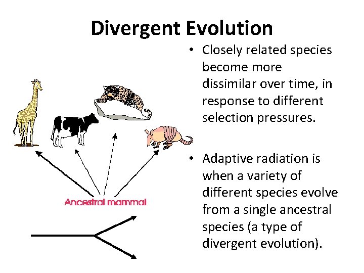 Divergent Evolution • Closely related species become more dissimilar over time, in response to