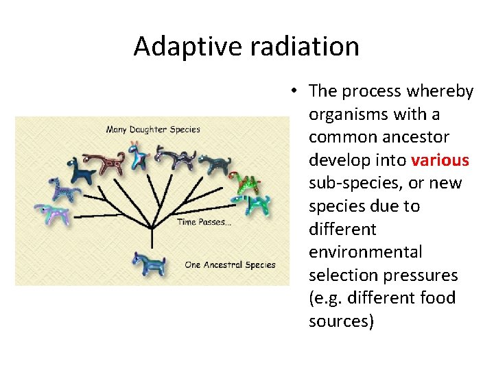 Adaptive radiation • The process whereby organisms with a common ancestor develop into various