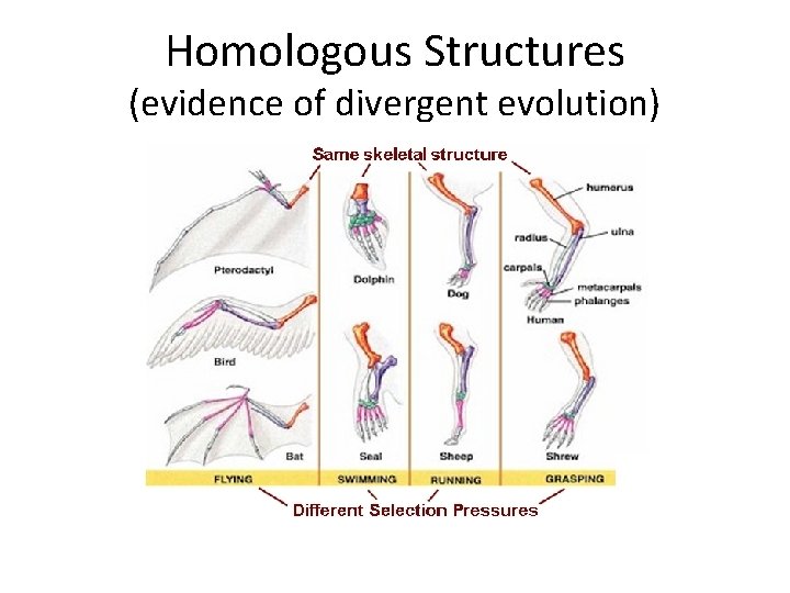 Homologous Structures (evidence of divergent evolution) 