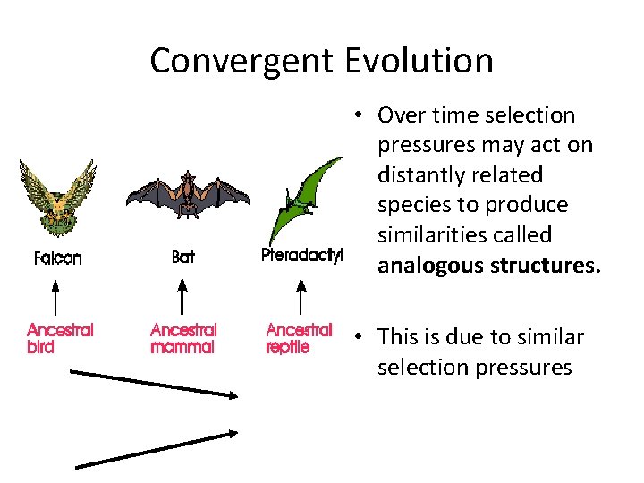 Convergent Evolution • Over time selection pressures may act on distantly related species to