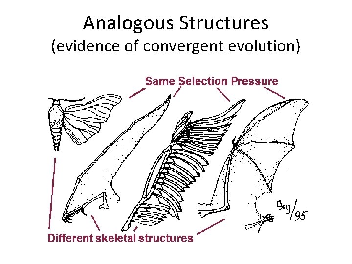 Analogous Structures (evidence of convergent evolution) 