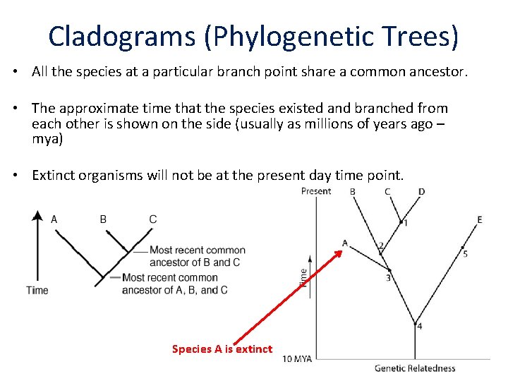 Cladograms (Phylogenetic Trees) • All the species at a particular branch point share a