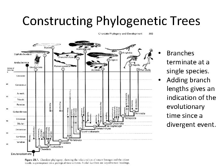 Constructing Phylogenetic Trees • Branches terminate at a single species. • Adding branch lengths