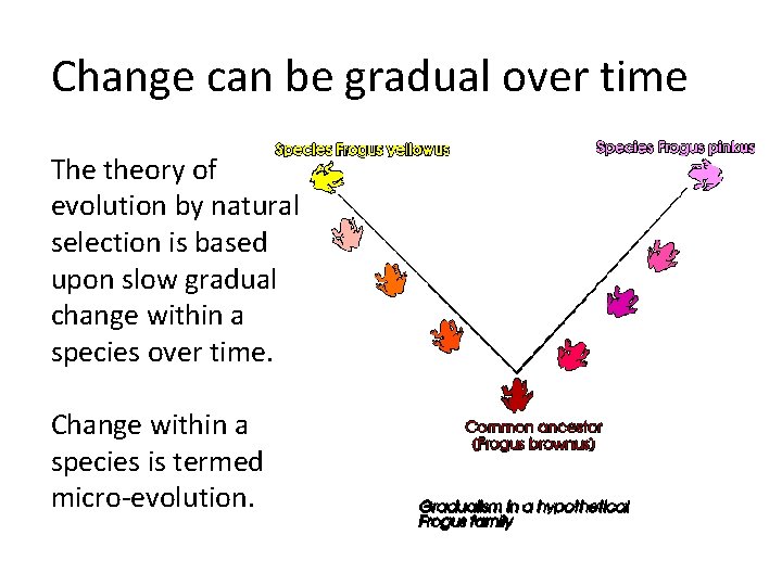 Change can be gradual over time The theory of evolution by natural selection is