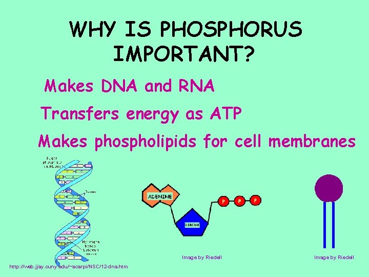 WHY IS PHOSPHORUS IMPORTANT? Makes DNA and RNA Transfers energy as ATP Makes phospholipids