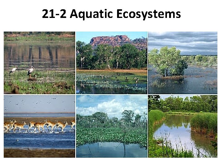 21 -2 Aquatic Ecosystems 