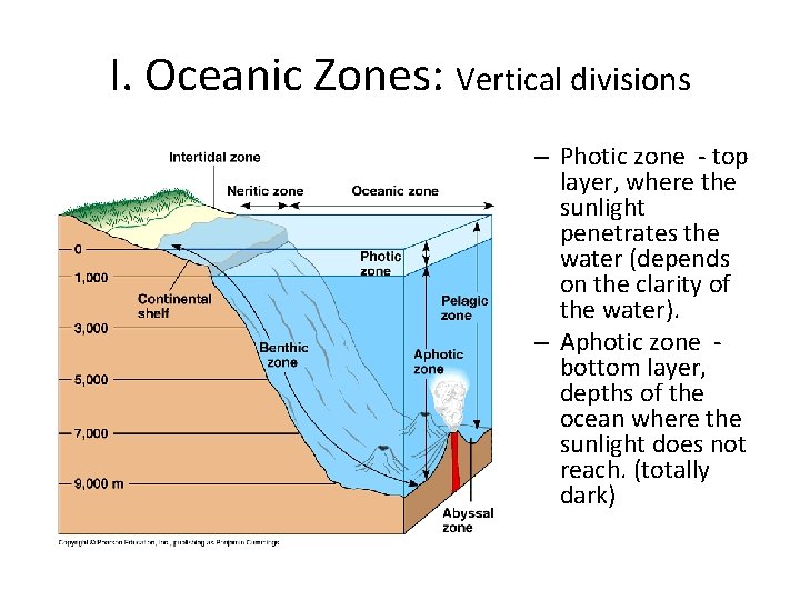 I. Oceanic Zones: Vertical divisions – Photic zone - top layer, where the sunlight