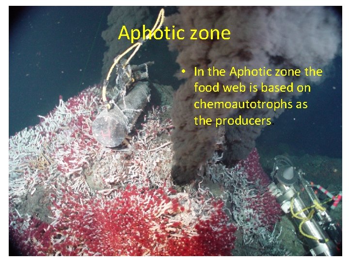Aphotic zone • In the Aphotic zone the food web is based on chemoautotrophs