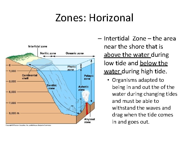 Zones: Horizonal – Intertidal Zone – the area near the shore that is above