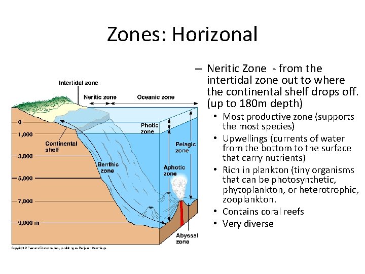 Zones: Horizonal – Neritic Zone - from the intertidal zone out to where the