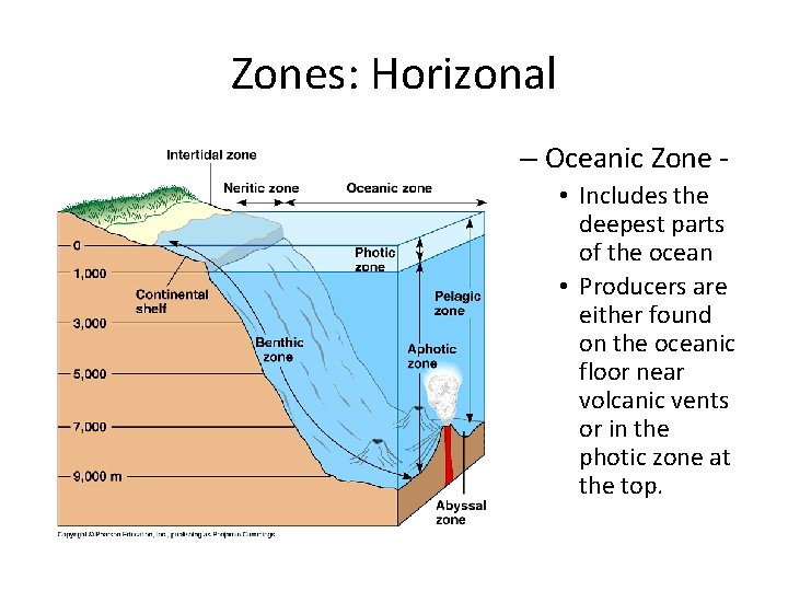 Zones: Horizonal – Oceanic Zone • Includes the deepest parts of the ocean •