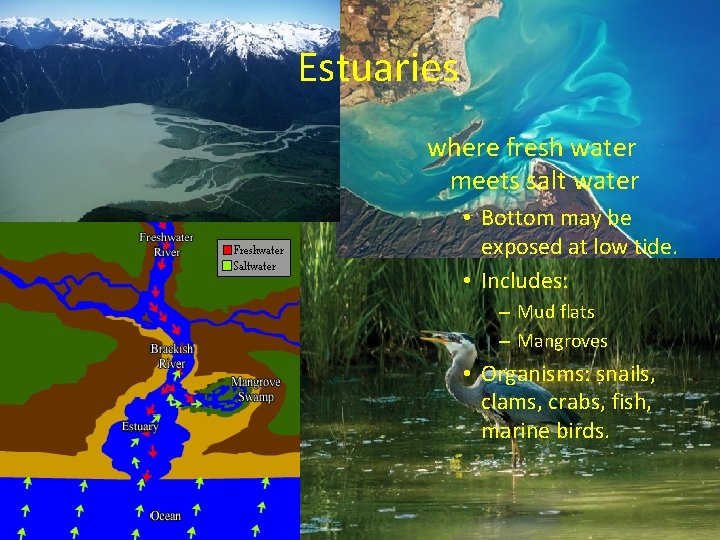 Estuaries where fresh water meets salt water • Bottom may be exposed at low