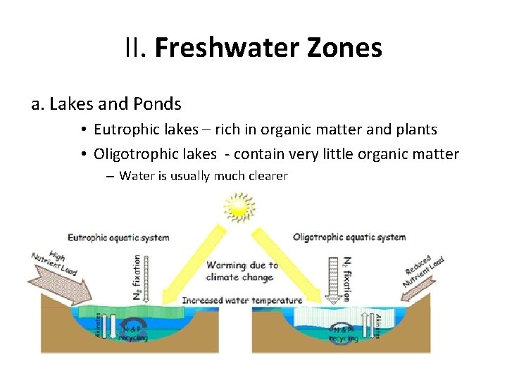 II. Freshwater Zones a. Lakes and Ponds • Eutrophic lakes – rich in organic