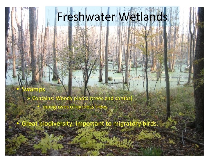 Freshwater Wetlands • Swamps » Contains: Woody plants (trees and shrubs) • mangroves or