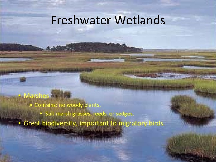 Freshwater Wetlands • Marshes » Contains: no woody plants. • Salt marsh grasses, reeds