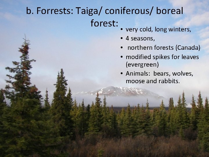 b. Forrests: Taiga/ coniferous/ boreal forest: • very cold, long winters, • 4 seasons,