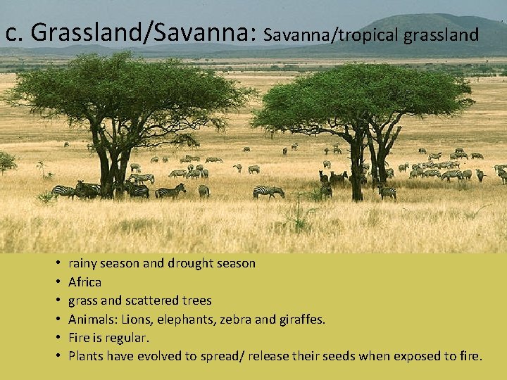 c. Grassland/Savanna: Savanna/tropical grassland • • • rainy season and drought season Africa grass