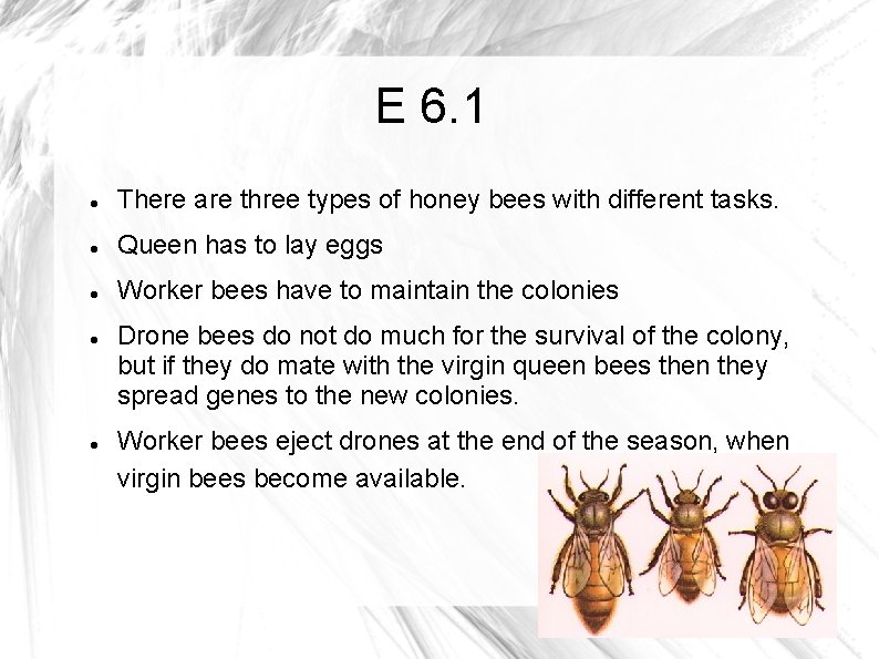 E 6. 1 There are three types of honey bees with different tasks. Queen