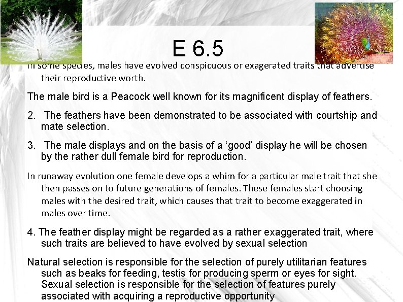 E 6. 5 In some species, males have evolved conspicuous or exagerated traits that