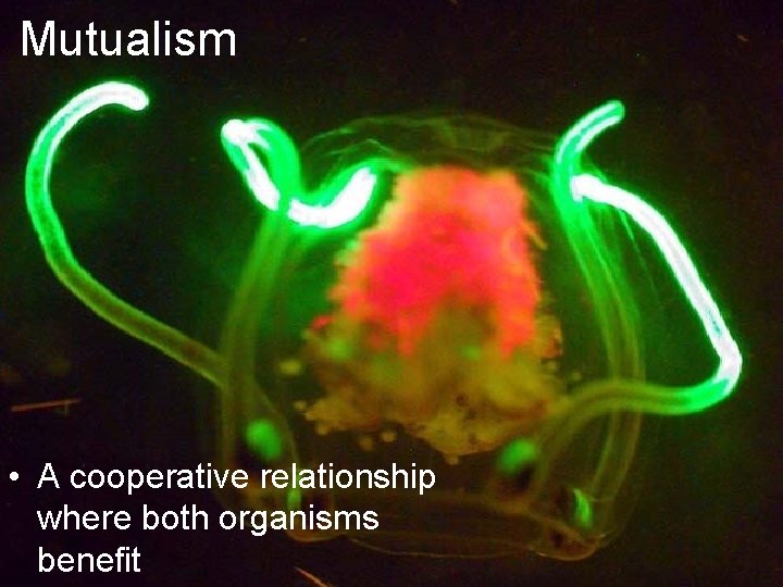 Mutualism • A cooperative relationship where both organisms benefit 