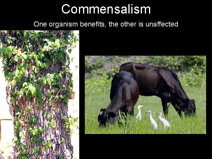 Commensalism One organism benefits, the other is unaffected 
