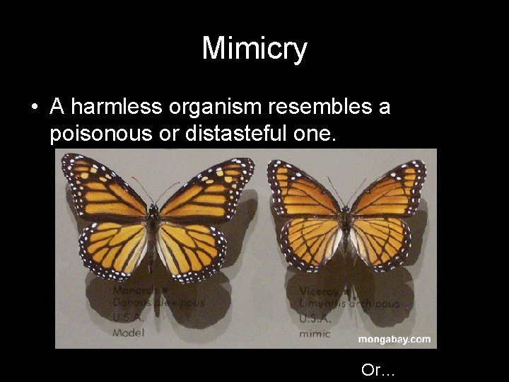Mimicry • A harmless organism resembles a poisonous or distasteful one. Or… 