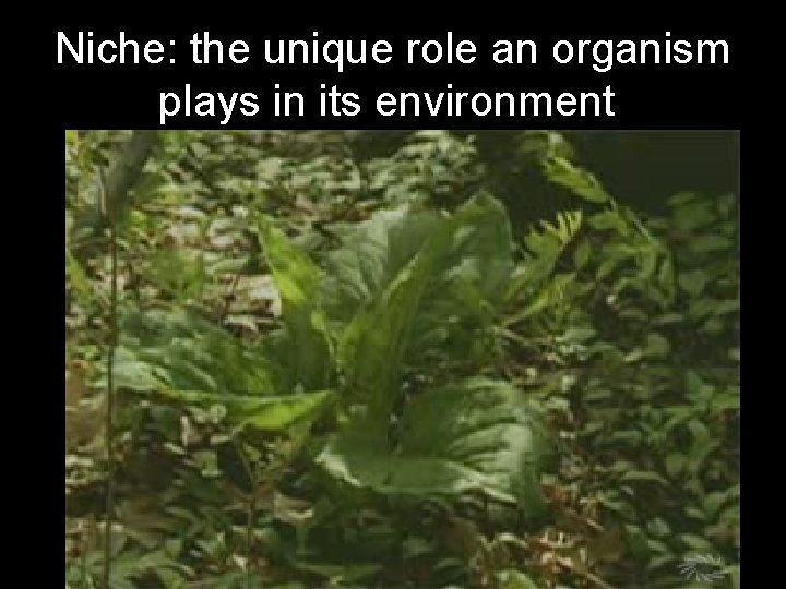 Niche: the unique role an organism plays in its environment. 