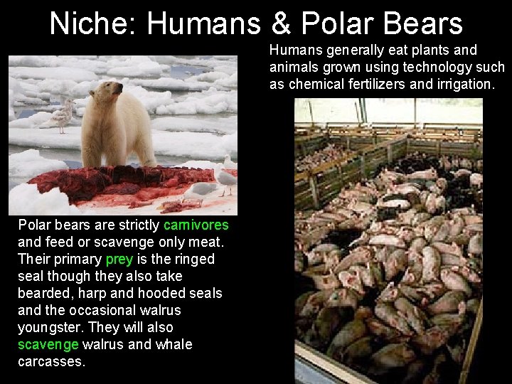 Niche: Humans & Polar Bears Humans generally eat plants and animals grown using technology