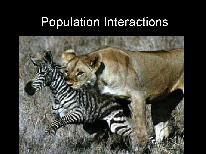 Population Interactions 